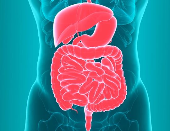 12 Tips to Improve Your Gut Health